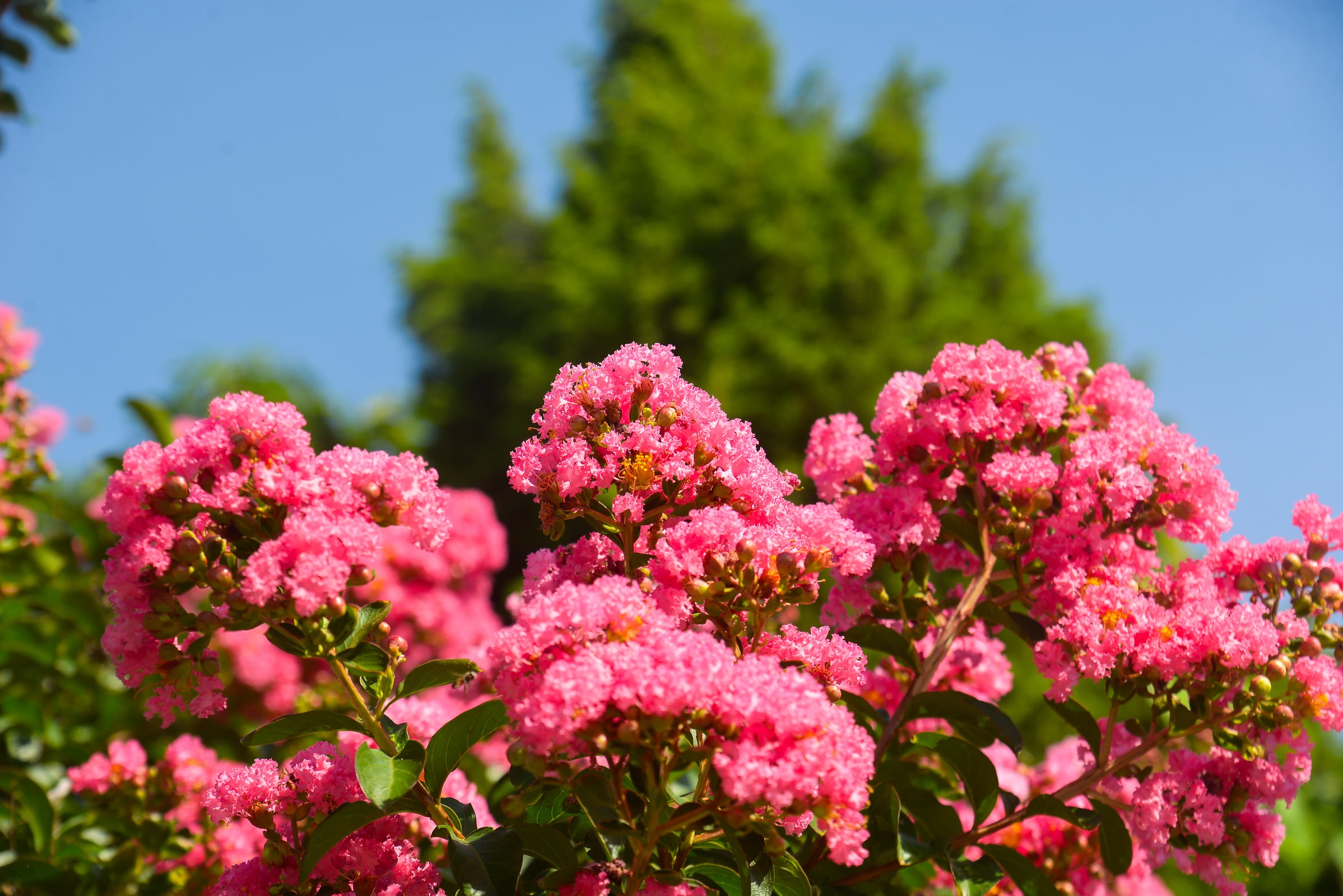 Beautiful Hamptons estate with mature trees